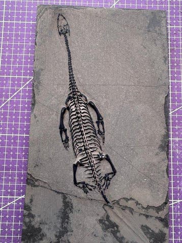 Fossiel reptiel: Keichousaurus – zeldzaam getuigenis uit het