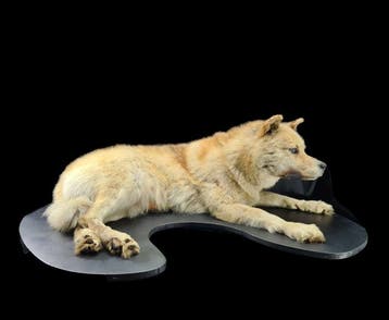 Alaskan Malamute - adulte mâle - Support de corps entier