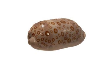 Lyncina argus ventricosa f. raioocellata - Ultra zeldzame