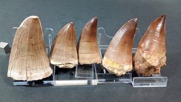 Mosasaurus - Fossiele tanden - M.Hoffmani, M.Beagei,