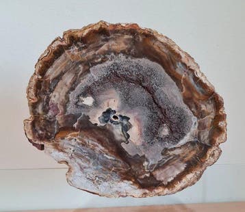 Versteend hout - Gefossiliseerd hout