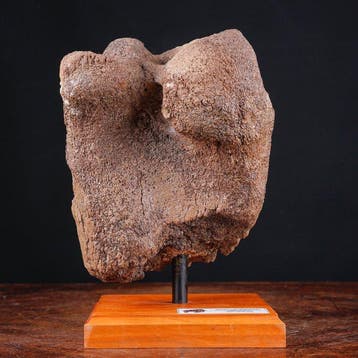 Exclusief fossiel specimen - wollige mammoet - fossiel