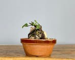 Vijgenboom bonsai (Ficus) - Hoogte (boom): 22 cm - Diepte