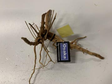 Driftwood Selected DW23 - 40x40x20cm (Small drift wood), Ophalen of Verzenden, Nieuw, Plant(en), Steen of Hout