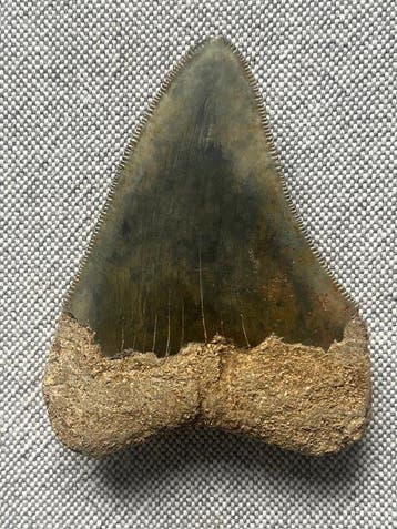 Megalodon-tand 7,6 cm - Fossiele tand - Carcharocles