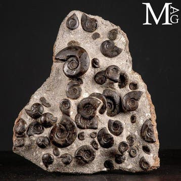 Exclusieve fossiele plaat met Cheiloceras Subpartitum en