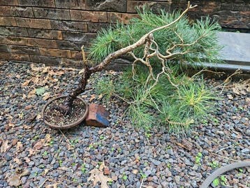 Den bonsai (Pinus) - Hoogte (boom): 50 cm - Diepte (boom):