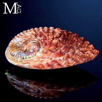Rode Abalone - parelmoeren schelp - Haliotis midae –, Nieuw