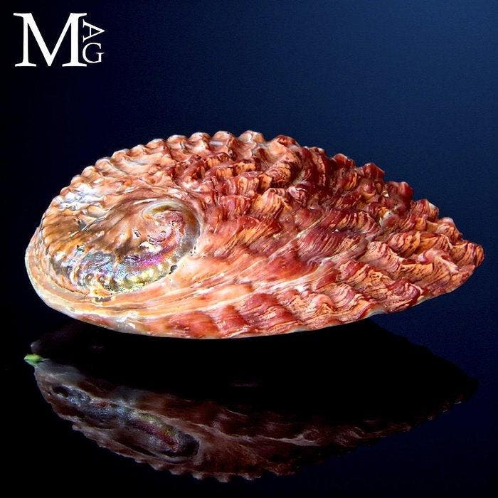Rode Abalone - parelmoeren schelp - Haliotis midae –, Verzamelen, Dierenverzamelingen