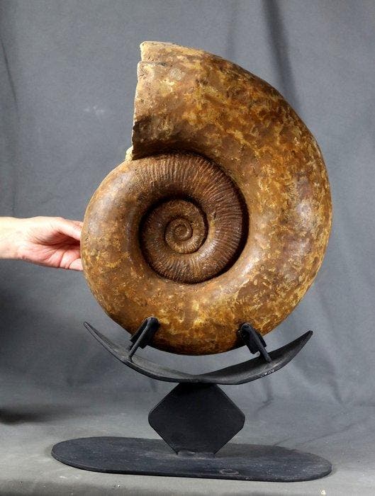 Fijn ammoniet - op standaard - Gefossiliseerd dier -, Collections, Minéraux & Fossiles