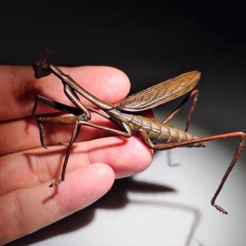 Movable pure copper mantis - Beeldje Koper - Japan (Zonder
