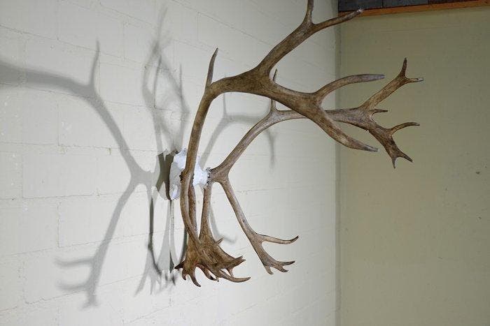 Reindeer/Caribou Schedel - Rangifer tarandus - 60 cm - 65 cm, Collections, Collections Animaux