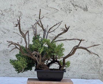 Jeneverbes bonsai (Juniperus) - Hoogte (boom): 35 cm -