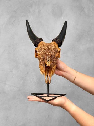 SANS RÉSERVE - Crâne de chèvre brun authentique sculpté à la