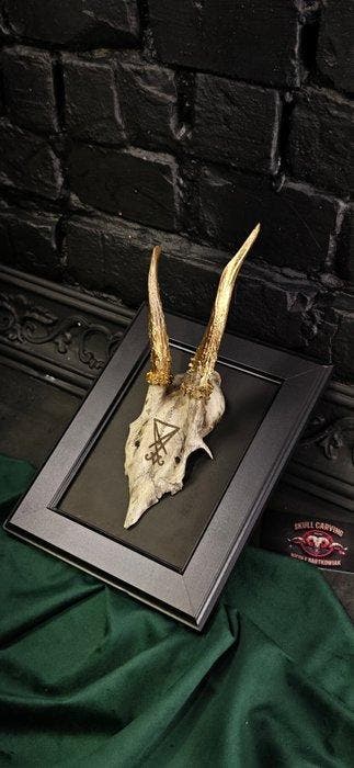 Ree Gesneden schedel - Caproleus caproleus - 15 cm - 11 cm -