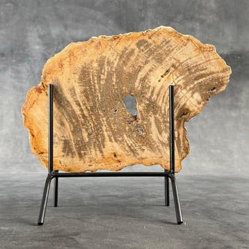 Magnifique tranche de bois pétrifié sur un socle