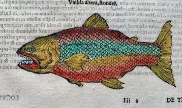 Ulisse Aldrovandi - De Piscibus Libri V - 1638
