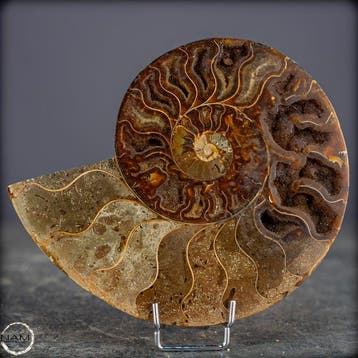Paire impressionnante de Nautilus et dammonites – une, Verzamelen, Mineralen en Fossielen