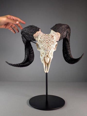 Crâne de mouflon taillé à la main avec des cornes, Collections