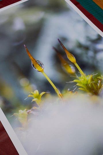 Inna Etuvgi - Forests Mossy Soul - Catawiki Special Edition