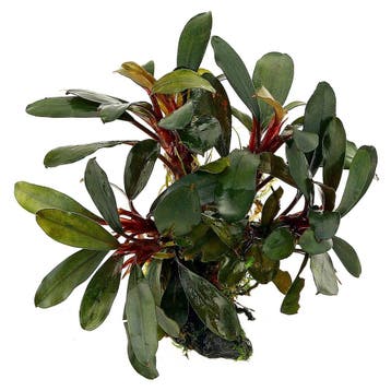 Bucephalandra Motleyana Red mini in vitro, Animaux & Accessoires, Poissons | Aquariums & Accessoires, Verzenden
