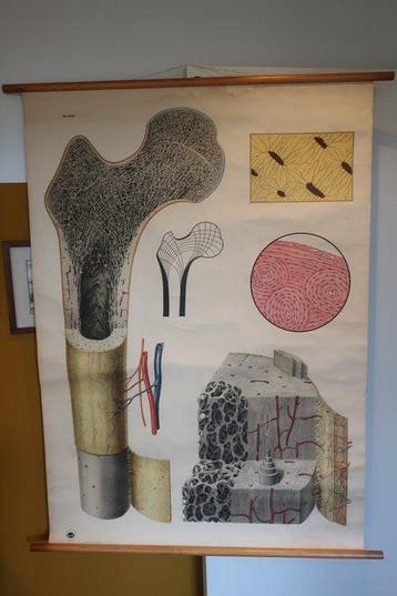 Anatomisch model - Papier - 1970-1980 - Oude Schoolkaart Het