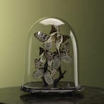 Vlinders in Stolp Taxidermie Opgezette Dieren By Max, Ophalen of Verzenden, Opgezet dier