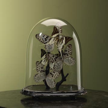 Vlinders in Stolp Taxidermie Opgezette Dieren By Max, Verzamelen, Ophalen of Verzenden, Nieuw, Insect, Opgezet dier