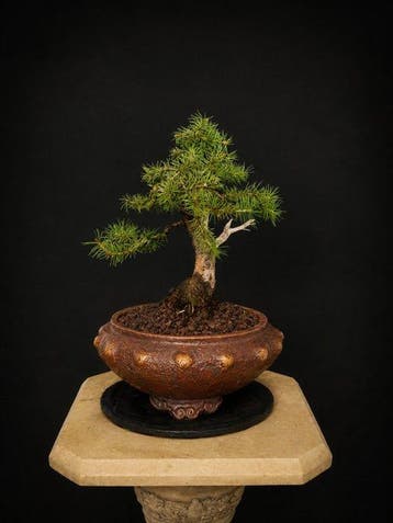 Spar bonsai (Picea) - Hoogte (boom): 18 cm - Diepte (boom):, Antiquités & Art