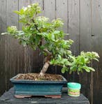 bonsai vuurdoorn - Hoogte (boom): 37 cm - Diepte (boom): 30