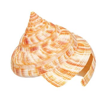 Slitskroonslak Pleurotomaria hirasei * Droomexemplar *