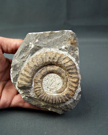 Ammoniet - Gefossiliseerd dier - Anetoceras, Verzamelen