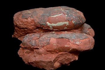 Dinosaurus - Gefossiliseerd ei - Oviraptor sp. - 25 cm - 17, Verzamelen