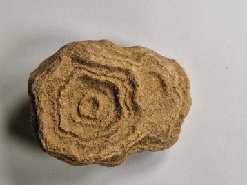 Marokkaanse fossielen - Gefossiliseerd dier - 13.5 cm - 8.5