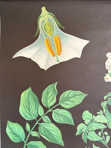 Kartoffel - Jung Koch Quentell, Aardappel 1969 - Schoolkaart