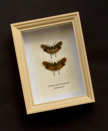 Insect Taxidermie volledige montage - Penticodes farinosa -, Collections