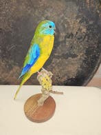 Turkoois parkiet Taxidermie volledige montage - Neophema, Nieuw