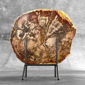 C- Prachtige grote rode schijf versteend hout op een op maat