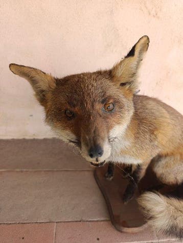 Renard roux Support de corps entier pour taxidermie - Vulpes, Collections