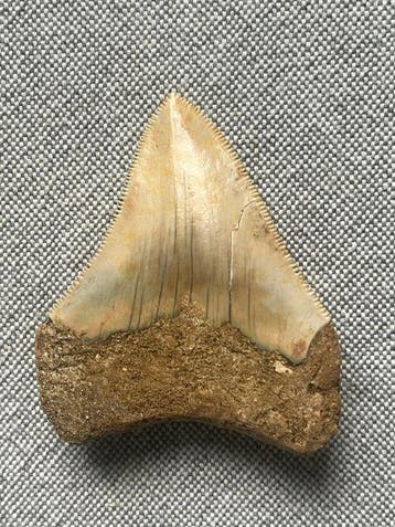 Megalodon-tand 6,8 cm - Fossiele tand - Carcharocles