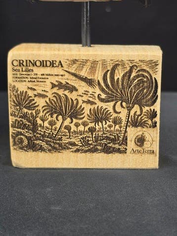 Crinoide - Gefossiliseerd dier - 27 cm - 14 cm