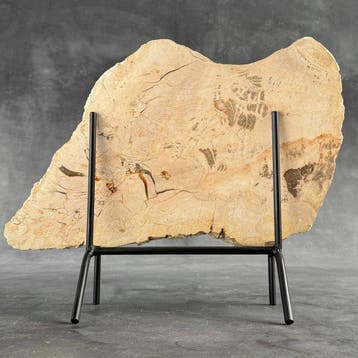 Magnifique tranche de bois pétrifié sur un socle