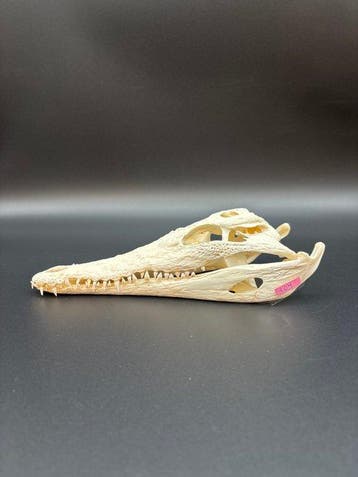 Nijlkrokodil Schedel - Crocodylus niloticus - 6 cm - 9 cm -, Nieuw
