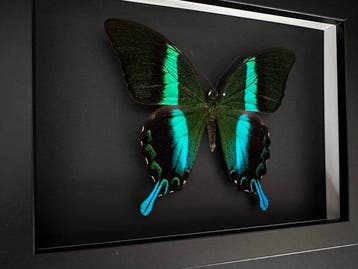 Vlinder Taxidermie volledige montage - Papilio Blumei - 15