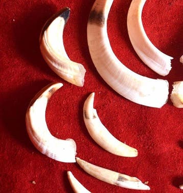 Wrattenzwijn Taxidermie volledige montage - Lot de 16
