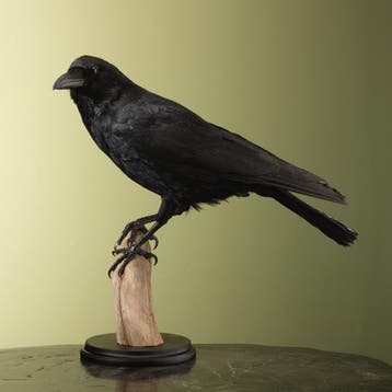 Zwarte Kraai Taxidermie Opgezette Dieren By Max, Ophalen of Verzenden, Nieuw, Vogel, Opgezet dier