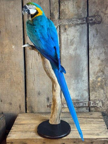 ara bleu et jaune Support de corps entier pour taxidermie -, Verzamelen, Nieuw