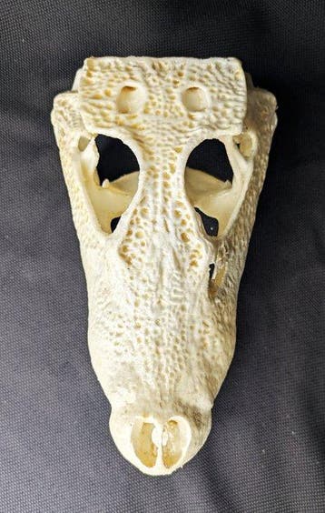 Dwergkrokodil Schedel - smallest existing crocodile species