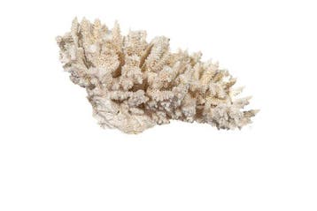 Uitzonderlijke Oculina (Budding Coral) op plexiglasbasis -, Nieuw