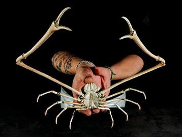grote krab Parilia Taxidermie volledige montage - Parilia